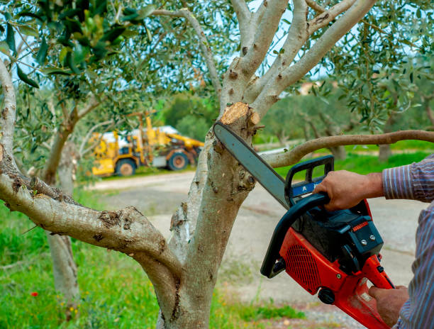 Trusted Pinewood, FL Tree Service Experts